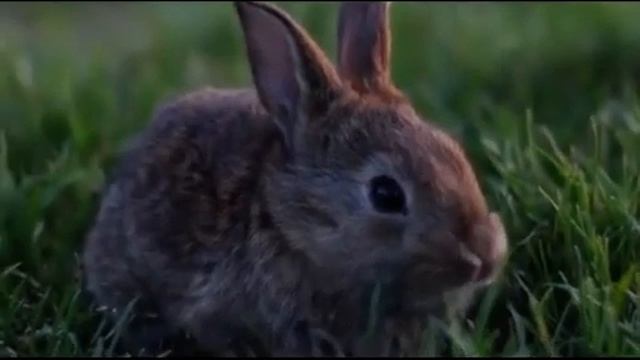 Рухлива гра: "Зайчики та лисичка" смотреть онлайн