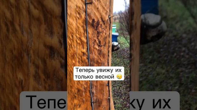 Укладываем пчёл спать до весны #пчеловодство #пчелы #роеловство