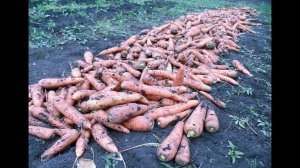 Уборка моркови и способ её хранения