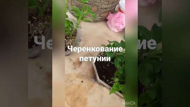 Черенкование петунии🌸