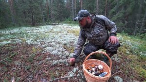 ПОСЛЕ ДОЖДЯ, В СВОИ ЛЮБИМЫЕ БОРЫ! СОБРАЛ КОРЗИНУ РАЗНЫХ ГРИБОВ \ СУМАСШЕДШИЙ ГРИБНОЙ СЕЗОН 2024!