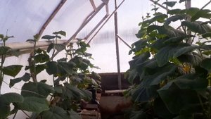 Краевой ожог огурца!