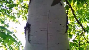 Заготовка и Сбор бересты