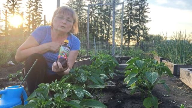 ПОДКОРМКА ПЕРЦА ПОСЛЕ ВЫСАДКИ В ГРУНТ