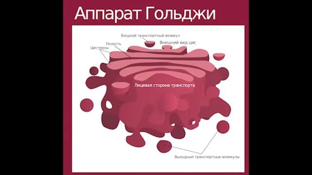Аппарат Гольджи смотреть онлайн