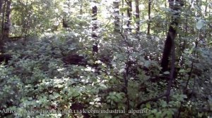 Подготовка щенка лайки к охоте