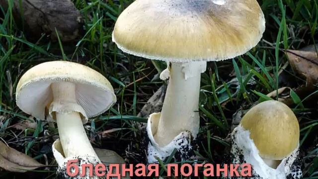Названия грибов детям. Съедобные и несъедобные грибы. Ядовитые грибы