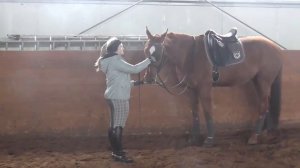 Как научить осаживанию лошадь