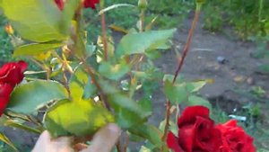 Роза Черная магия, чайно-гибридная.