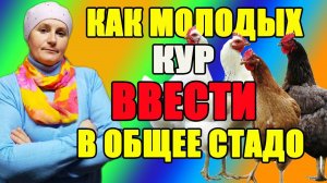 Вводим молодых кур в общее стадо. Как объединить два стада кур.