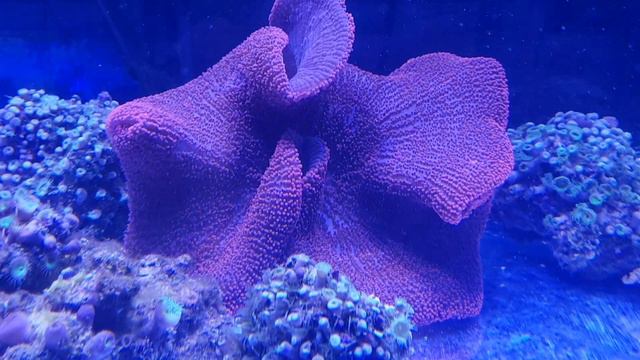 Red sea carpet anemone смотреть онлайн