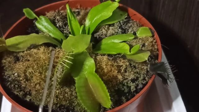 кормление мухоловки смотреть онлайн