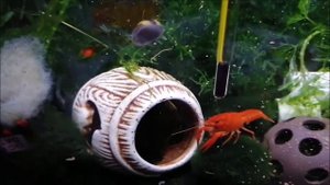 Мексиканские карликовые оранжевые и мраморные раки и креветки"синяя мечта", креветки-фильтраторы