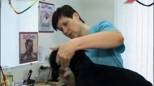 Все что нужно знать о шерсти собак штучно выведенных пород