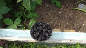 Ежевика. Сорт Коламбия Стар