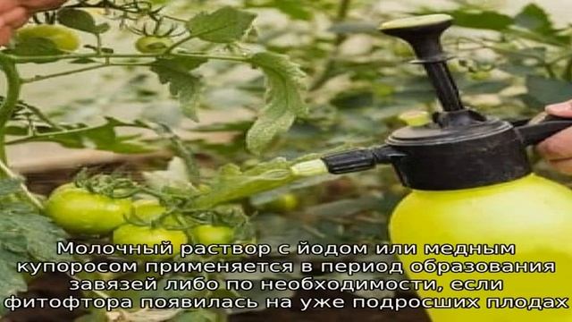 Как применять сыворотку от фитофторы на помидорах: боремся с заболеванием эффективно, быстро и бюд. смотреть онлайн