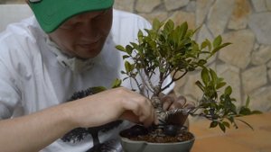 Превращение фикуса из торгового центра в бонсай! Как сделать бонсай из фикуса? Bonsai first step!