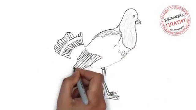 Как нарисовать красивую птицу в полете