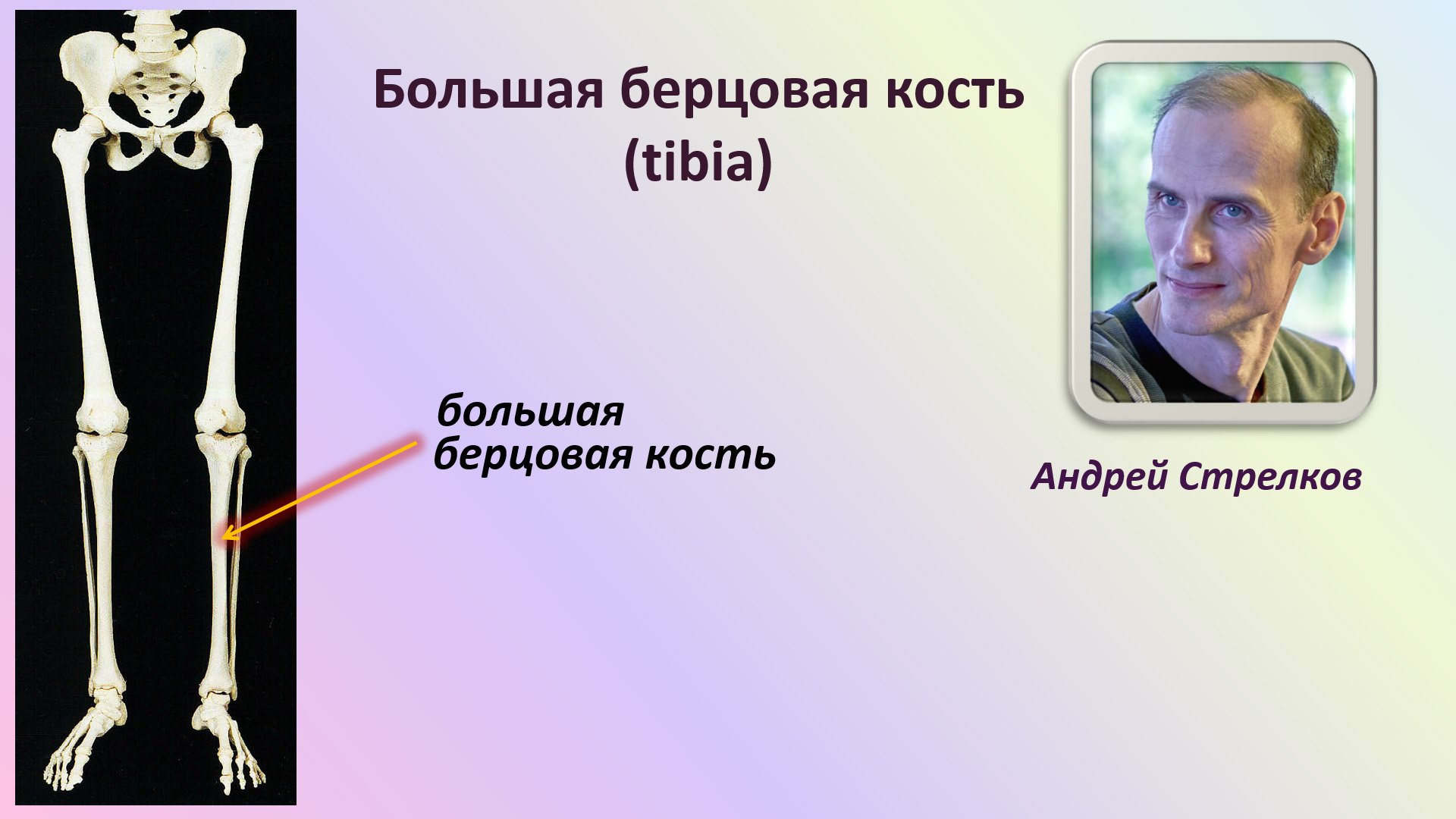 Андрей Стрелков анатомия