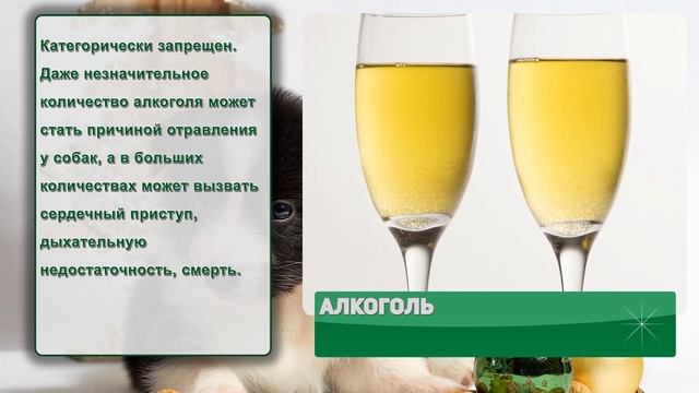 ЧЕМ НЕЛЬЗЯ КОРМИТЬ СОБАК? смотреть онлайн