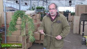 The hanging siberian peashrub Caragana arborescens pendula