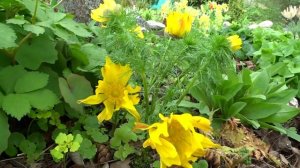 Адонис весенний (Adonis vernalis L.). Син.: горицвет весенний.