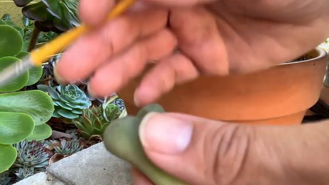 A Close Look at Lithops Otzeniana