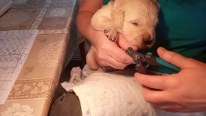 уход за щенками золотистого ретривера.  щенкам 3 недели.