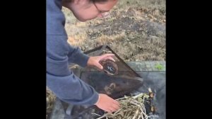 Ethnobotany Project Using Fomes Fomentarius (Tinder Fungus)