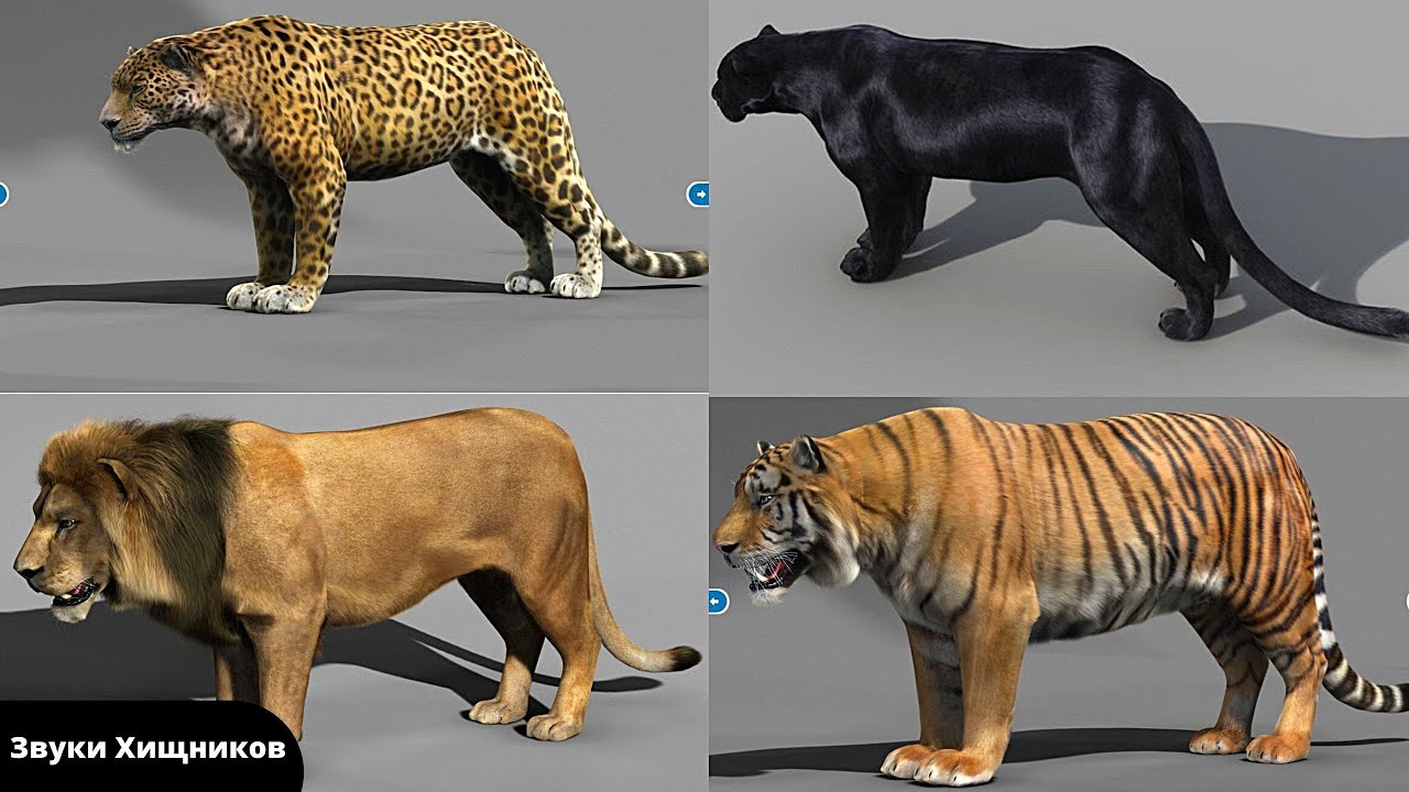 Звуки животных |Тигр Ягуар Леопард Гепард