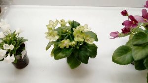 Сравнение фиалок микромини, мини и полумини