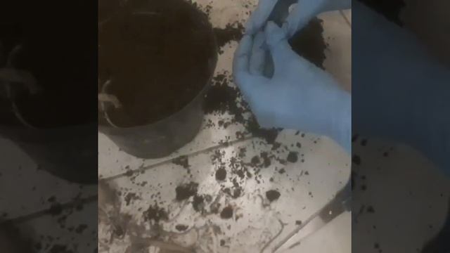 Проращивание георгинов весной / Мой опыт