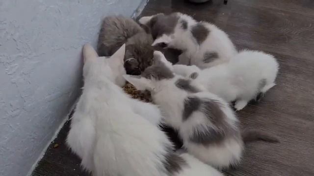 Кавказкие котята переезжают в Питер!