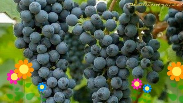Виноград плодовый плодовый Первенец Амура. Краткий обзор, описание vitis vinifera Первенец Амура