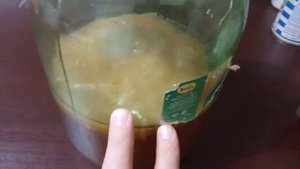 Как правильно ухаживать за чайным грибом