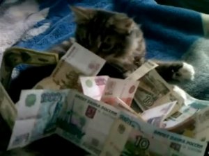 Неиспользованные Кадры всякий юмор,Котики,деньги,cats,money humour 