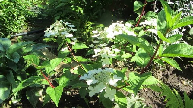 Моя АРОМАТНАЯ гортензия ВИМС РЕД!!!! смотреть онлайн