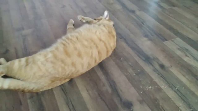 Балдеют все, стар и млад смотреть онлайн