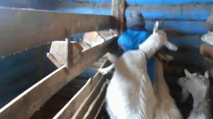 Козы, дети, сухарики