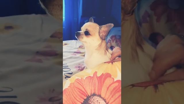 Веник чихуахуа❤??. Милости массажа смотреть онлайн