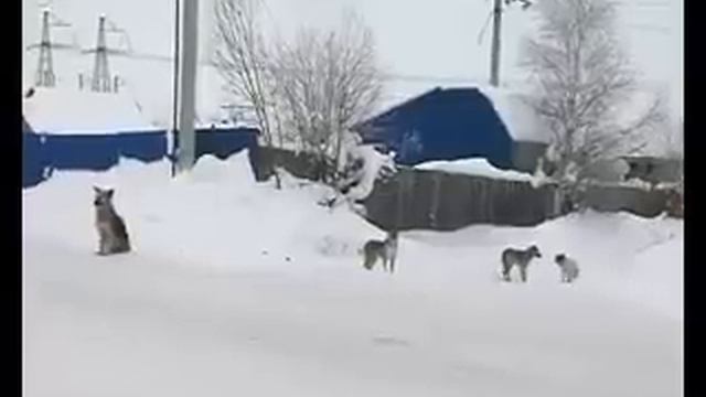 г.Сургут. Растерзали человека - виноватых нету смотреть онлайн