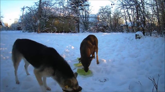 ✔Что-то я не вижу вашего вожака 🐕 ...#shorts✔ смотреть онлайн