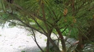 Сосна густоцветная Умбракулифера Pinus Densiflora 'Umbraculifera'