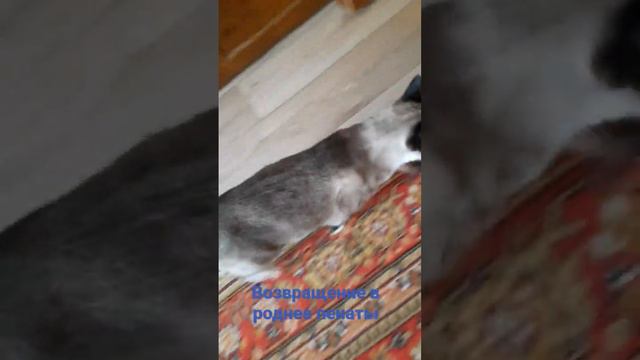 кот рекомендации отдых тайская