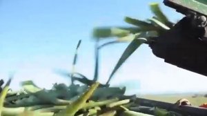 Алоэ вера Барбаденсис МИЛЛЕР вечно живущих продукций.