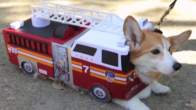 Смешные кошки и собаки в костюмах смотреть онлайн