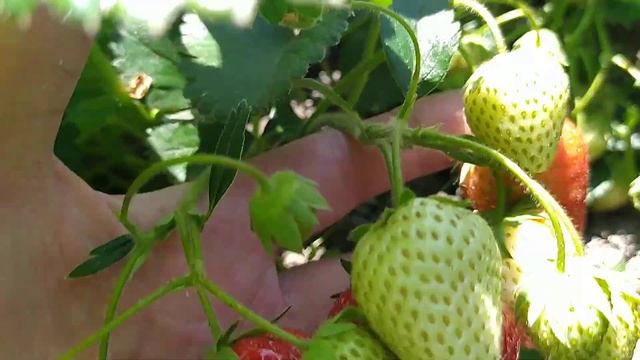 Клубника Магнус обзор и дегустация смотреть онлайн