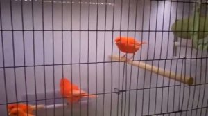 канарейки красный шимель и красный интенсив.