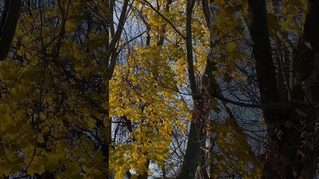 трикотажный костюм | тренд 2023-2024 | видео-обзор #одежда #стиль #ноябрь2023 #брендодежды смотреть онлайн