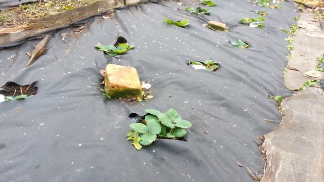 Питомник, ноябрь 2020, краткий обзор сортов. смотреть онлайн